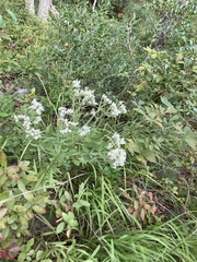 Eupatorium altissimum