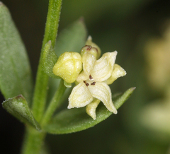 Galium serpenticum scotticum