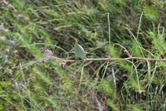 Asclepias engelmanniana