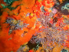Amphiroa ephedraea