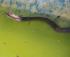 Coluber constrictor etheridgei