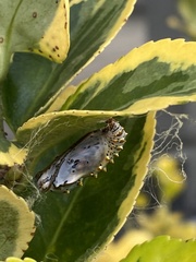 Euptoieta claudia