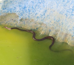 Coluber constrictor etheridgei