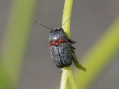 Pachybrachis thoracicus