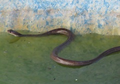 Coluber constrictor etheridgei