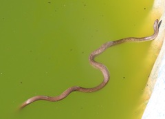 Coluber constrictor etheridgei