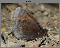 Erebia discoidalis