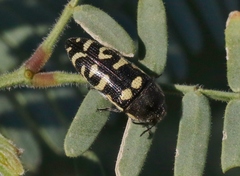 Acmaeodera alicia