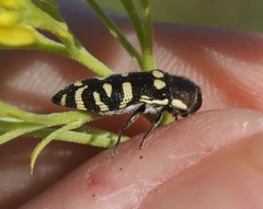 Acmaeodera alicia