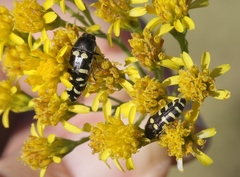 Acmaeodera alicia