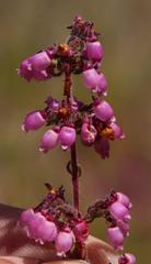 Erica bergiana bergiana