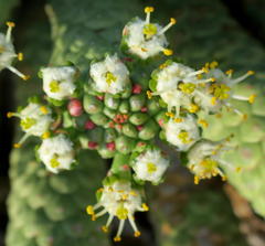 Euphorbia esculenta