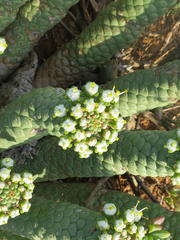 Euphorbia esculenta