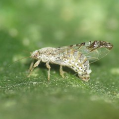 Leuronota maculata