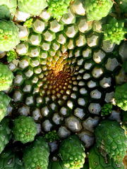 Euphorbia esculenta