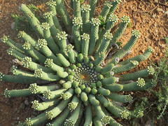 Euphorbia esculenta