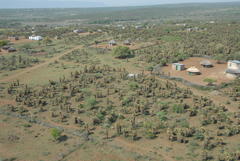 Aloe marlothii marlothii