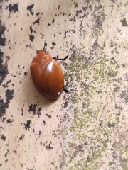 Strongylosomus dichrous