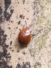 Strongylosomus dichrous