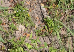 Melampodium longicorne