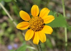Tithonia thurberi