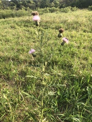 Cirsium flodmanii