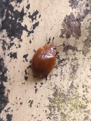 Strongylosomus dichrous