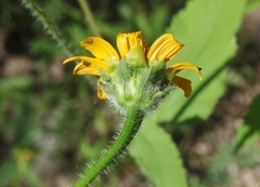 Tithonia thurberi