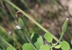 Porophyllum ruderale