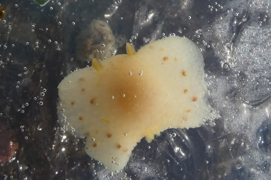 dark-spot cadlina