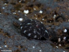 Steromphala racketti