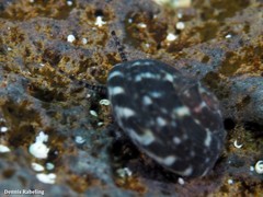 Steromphala racketti