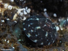 Steromphala racketti