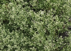 Baccharis thesioides