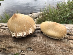 Hemipholiota