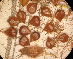 Bolboschoenus maritimus paludosus