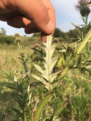 Cirsium flodmanii