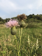 Cirsium flodmanii