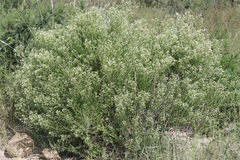 Baccharis thesioides