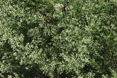 Baccharis thesioides