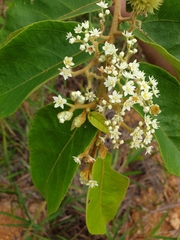 Commersonia bartramia