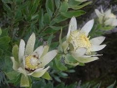 Leucadendron burchellii