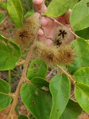 Commersonia bartramia