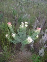 Leucadendron burchellii
