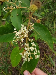 Commersonia bartramia