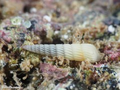 Turbonilla lactea