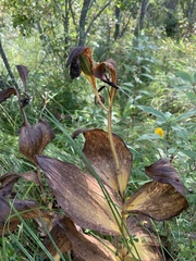 Cypripedium reginae