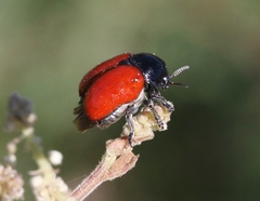 Urodera dilaticollis
