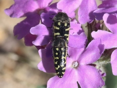 Acmaeodera solitaria