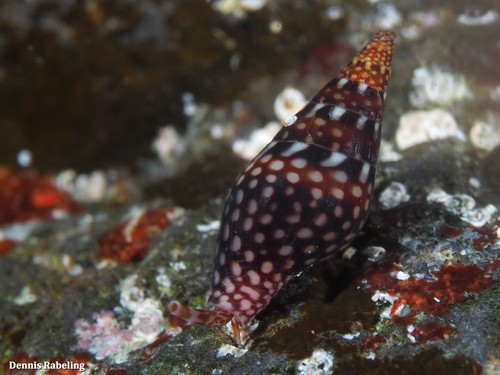 Mitrella ocellata